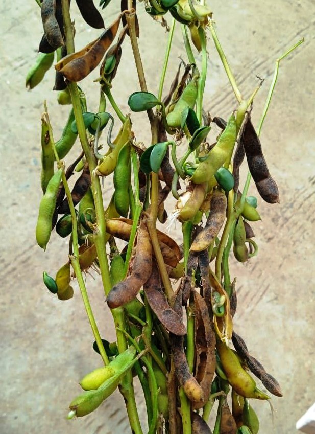 बारिश थमते ही उड़े किसानो के होश, खेतों में खड़ी सोयाबीन होने लगी अंकुरित