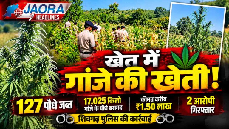 रतलाम : खेत में कपास-मक्का के बीच उगा रखा था गांजा, 127 पौधों के साथ 2 आरोपी गिरफ्तार